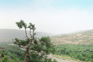 106 יוסי אלפי הסטוריטלר הלאומי אמנות הסטוריטלינג